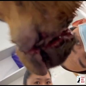 5.6K views · 332 reactions | VIETNAM: OUR 'ANGUS' FROM RESCUE TO...