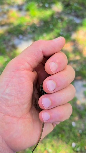Can you name this baby Florida invasive? #snakes #snake #florida #floridapython #invasivespecies #lizardsofinstagram #lizard #lizards #agama #agamalizard #reptiles #reptile #reptilesofinstagram #morelia #carpetpython #ballpython #boaconstictor #boas #boa #fypシ #fy #fypageシ #fyp #fypage #foryou #forupage #fupage | Adam Sehy