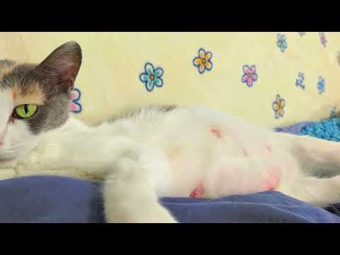 Calliope - Calliope's alien belly (and a whole lotta purring)