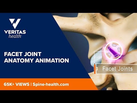 Facet Joint Anatomy Animation