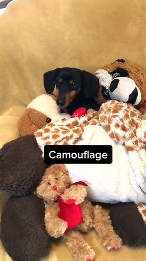 Cuddly toy chaos & best friends 🧸🐶💖 #ToyLover #FurryFriends | Hannah Gonzalez