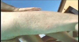 lollipop e le sue amiche scena