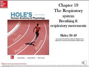 Holes Chapter 19 Respiratory system slides 36-49 Breathing and respiratory movements