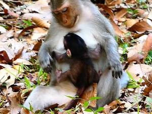 2.9K views · 103 reactions | Breaking news poor newborn baby Jojo was warning lock milk by her mother Julina #Animallover | Mata Monkeys | Facebook