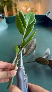 13K views · 97 reactions | Zz plant propagation 華 #zzplant #zzplantpropagation #plantitasandplantitos #follower #highlights #propagationtips #propagationsuccess #followers #propagation #followersシ゚ #plantitaph #ccto #planttips #reelstrending #reelsfypシ #plantitaph #reelsfollowers #StarsEverywhere | Harden sa Siyudad | Facebook