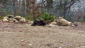 Jærv versus papkasse med karry! 😆😆😆 | Randers Regnskov