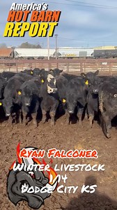 3.5K views · 37 reactions | Winter Livestock in Dodge City KS with a hot sale coming in tomorrow the 14th! Don’t miss it by watching and bidding online at www.cattleusa.com | Hot Barn Report | Facebook