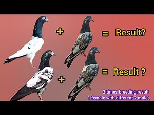 female pigeon cross breeding result with 2 different male pigeons | hybrid pigeon