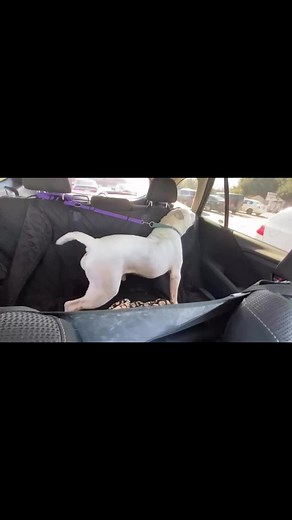 One happy dance by Augustus! A little known fact about deaf dogs-you can sing as loud as you want to the radio and they won’t judge! Augustus is a fun, smart dog trained in sign language! Learn more about him here: https://www.austinpetsalive.org/adopt/dogs/apa-a-113457 | Austin Pets Alive!