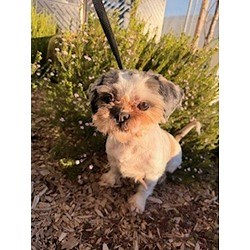 Lathrop, CA - Shih Tzu. Meet LOLA a Pet for Adoption - AdoptaPet.com