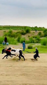 106K views · 1.9K reactions | bail race in pakistan . bail dol . bull race #2025 #panjab #pothwar #rawalpindi #shortvideo #shots | Pothohari culture | Facebook