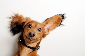 Drug To Help Dogs Live Longer Has ‘Reasonable Expectation of Effectiveness,’ FDA Says