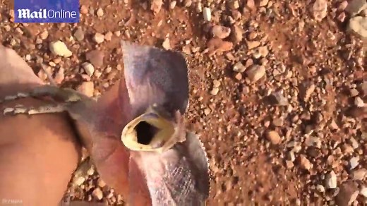 Feisty frilled-neck lizard chases and pounces on tourist