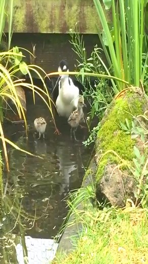 Black necked Stilts. Just delightful how the adults call the young for brooding and protection even while in water. #stilts #aviculture #blackneckedstilts #himantopusmexicanus #babybirds #broo | 𝙑𝙪𝙡𝙘𝙖𝙣