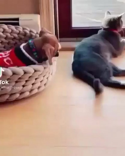 9.4K views · 317 reactions | I bet they'll become best friends ❤️ -...