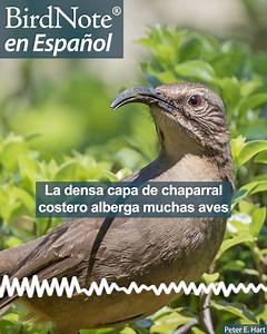 1.5K views · 66 reactions | The dense cover of coastal chaparral...