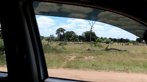 Big male lion panting during a hot day in the African Bush Kingdom #wild #epic #leo #lions #wildlife #nature #animals #amazing | African Bush Kingdom