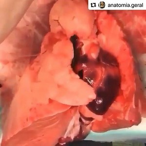 2.2K views · 64 reactions | #Repost @anatomia.geral ・・・ A PEEP é um...