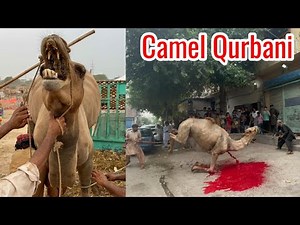 Camel Qurbani 2023