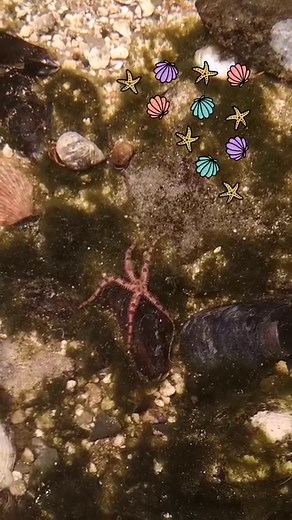 Getting ready to slide into the weekend like... This daisy brittle star slinks along in such a fascinating way. Sometimes known as a serpent star, daisy brittle stars feed by scrapping tiny organisms off rocks with their special tube feet. Maybe this star was having a snack while strolling! Daisy brittle stars are in class Ophiuroidea. Globally, there address more than 1,600 brittle stars and basket stars. | Museum of Natural History | Facebook