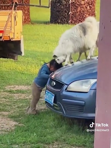 Joyful Little Lamb Hopping Around