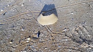 Moon snails are fierce predators. They feed on bivalves and snails. A moon snail wraps its huge foot around the hapless prey to suffocate it. | Get Wild