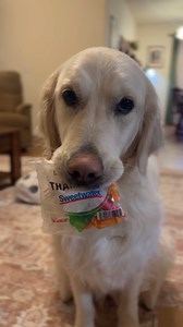 4.9K views · 160 reactions | Stay warm this winter with our awesome Sweetwater merch! ❄️ https://bit.ly/3vC21Lo | Sweetwater | Facebook