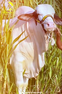 Bicholi Catogory mein Heavy Bull…. Yamins Ranch / 0343 2071248 #Season2025 #MemonGothKarachi | Cattle Craze.ρK