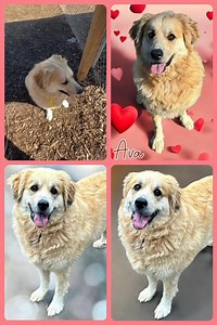 🎉AVA ADOPTED🎉 HCAS, 1688 Barber Road, Gainesville, GA ‼️Ava is URGENT needing ADOPTION, RESCUE or FOSTER by Saturday 1/18 at 4PM or will be euthanized.‼️ 🩷Ava🩷 🩷3 years old. 🩷Great Pyrenees/ Golden Mix? 🩷Very sweet and calm. 🩷Has some playfulness. 🩷No small children or small animals. 🩷May be dog selective. Needs dog testing. We really like this girl. She is very well behaved, treat motivated, walks well on a leash and appears potty trained. There are notes that she needs a home with no