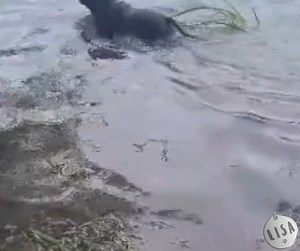 Association LISA on Reels