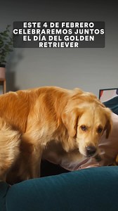 ✨ ¡Festejemos juntos el Día del Golden Retriever el próximo 04 de febrero! 🐶🎉 Registra a tu mejor amigo en nuestra Petco App y, con tu cupón, ven por su galleta de regalo y aprovecha todos los descuentos. ¡No te lo pierdas! 🐾🦴 *Consulta promociones, vigencias y marcas participantes el 03 de febrero de 2025. #PetcoMéxico #DíaDelGoldenRetriever #GoldenRetrieverDay #GoldenRetrieverLove #CuidadosGoldenRetriever #Mascotas #AmoAMiGolden #GoldenRetrieverFans #Mascotas #Perros #Cachorros #GoldenEnCa
