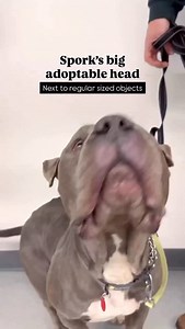 17K views · 56 reactions | Adoptable Spork is ready to ready to find...