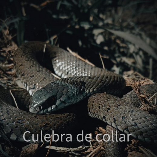 Las 5 Culebras más bonitas de España. #campo #nature #galicia #animals #snake
