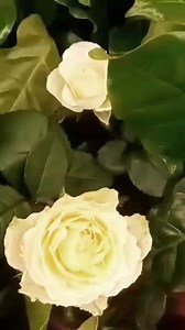 139K views · 3.4K reactions | #MarcinStróżyk #Słodkiego popołudnia\@ | Marcin Stróżyk | Facebook