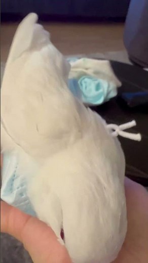 I tried DIY bird diaper using face mask it was too big and not comfortable 😅#birds