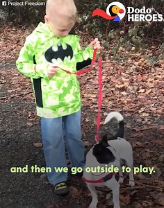 18 reactions | This 6-year-old boy has convinced over 800 people to adopt shelter dogs (Via The Dodo)  | Echoage Birthdays | Facebook