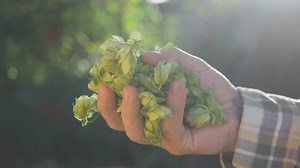 clip-3705490573-hop-cones-essential-producing-aromatic-flavours-beer