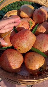 Ever tasted a fruit that melts in your mouth like creamy ice cream? Say hello to Ruby Guava — soft, juicy, and bursting with tropical sweetness!  Grow it on your balcony, garden, or even in pots – no green thumb required! Now is the best season to plant – don’t miss this fruity window of opportunity! Turn your home into a tropical oasis — one guava at a time! ✨ | Bloomvero.garden | Facebook