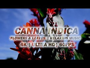Canna Indica: Flowers & Leaves In A Summer Ambience | 4K UHD 60fps