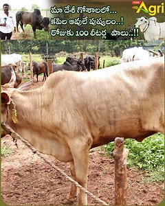 girish varma greenland farms at hukumpet, rajahmundry, east godavari district, cow Investment kapila aavulu farm, kapila bull breed, Kapila Bull qualities, Country cow, sahiwal cows kapila cows products, panchagavya, ghana jeevamrutam, #ToneAgri Kapila Cattle, Greenland Farms natural fertilizers, organic products, Kapila cow Organic Dairy Farm, Girish varma dairy farms rajahmundry | Tone Agri