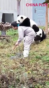 Raising cute pandas is tough... | China Plus Culture