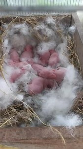 Cute baby rabbit hyla #kelinci #rabbit #dinarayafarm | Dinaraya