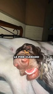 Le Braque Allemand, la PIRE race de chien ?! 😳🐶 . Ce chien de chasse est une vraie machine à énergie ! ⚡️ Il a BESOIN de courir des kilomètres chaque jour, sinon il devient ingérable. . 🚀 Si tu cherches un chien calme et posé… oublie ! 😅 En plus, il est tellement intelligent qu’il peut vite s’ennuyer et faire des bêtises s’il n’est pas assez stimulé. . 🏡💥 Son instinct de chasse est aussi ultra développé, donc attention aux chats et petits animaux ! Bref, pas un chien pour tout le monde… . 