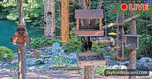 【LIVE】 Webcam en direct Live Deer & Wildlife Cam | SkylineWebcams