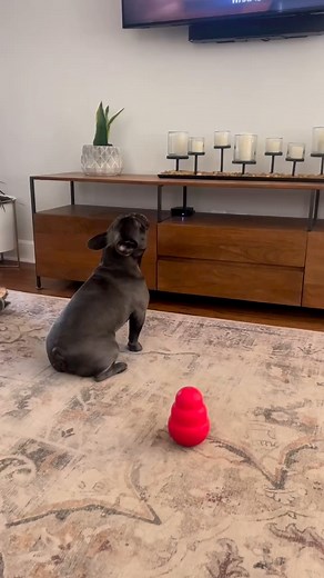 2.4K views · 62 reactions | When in doubt howl it out Not sure why...