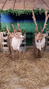 We have some new members of the Park Hall Team ! There are so excited about Santa's arrival tomorrow 🎅 | Park Hall Countryside Experience