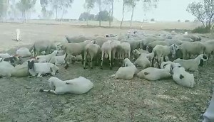 Daska Engineering on Reels