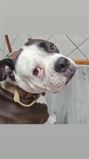 OTTO, THE VETERANS SERVICE ANIMAL HAS FULLY RECOVERED FROM HIS ORAL SURGERY! 🐶Otto was diagnosed with Gingival hyperplasia a condition caused by excessive growth or thickening of the gum tissue. If left untreated the enlargement of the gum tissue could create a “pocket” and result in bone loss and infection.We fundraised for Otto's surgery and our incredibly generous donors helped pay for Otto's much needed surgery. Otto's gum tissue was surgically removed and sent to the laboratory for analysi