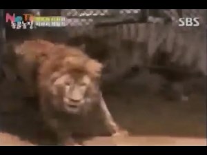 Tiger vs Lion ( The Ultimate Lions running, and Submitting from Tigers Video)