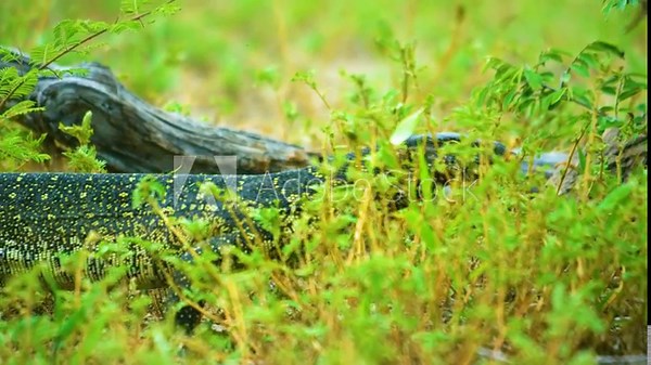 Nile monitor (Varanus niloticus) lizard in grass, Kruger national park of tanzania.